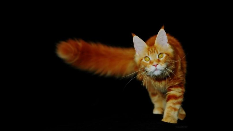 Рыжий кот Мейн кун