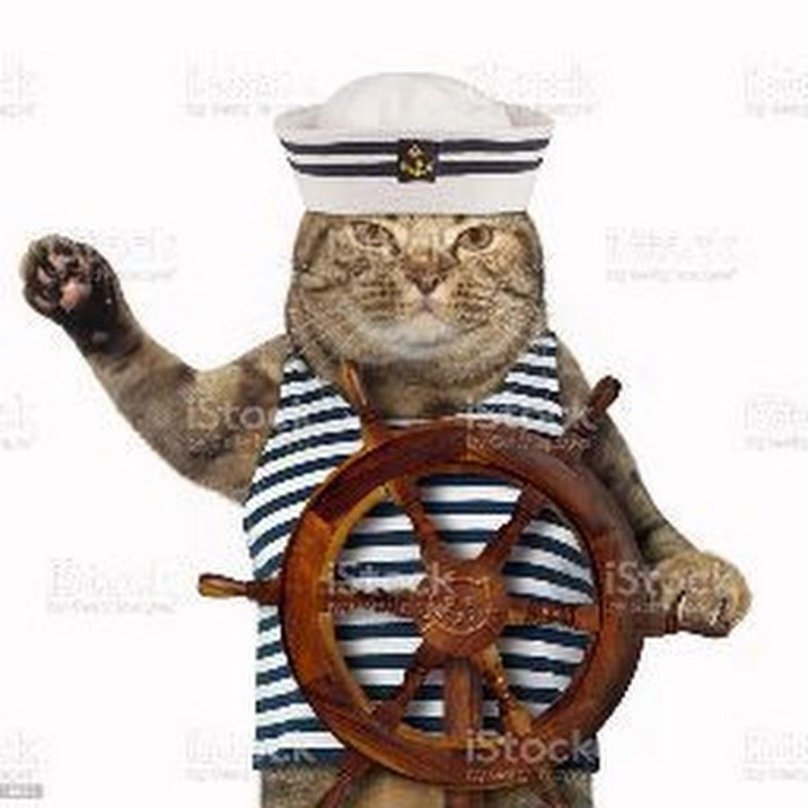 Кошки моряки