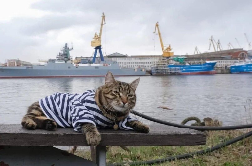 Кот матрос Северная верфь