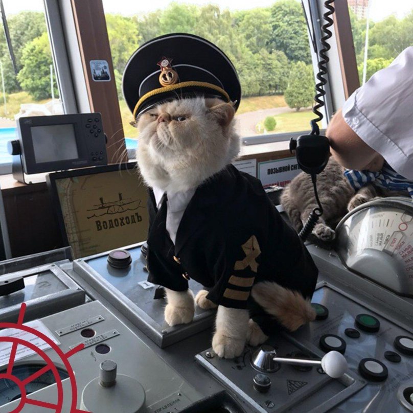 Кот матрос теплоход Николай Чернышевский