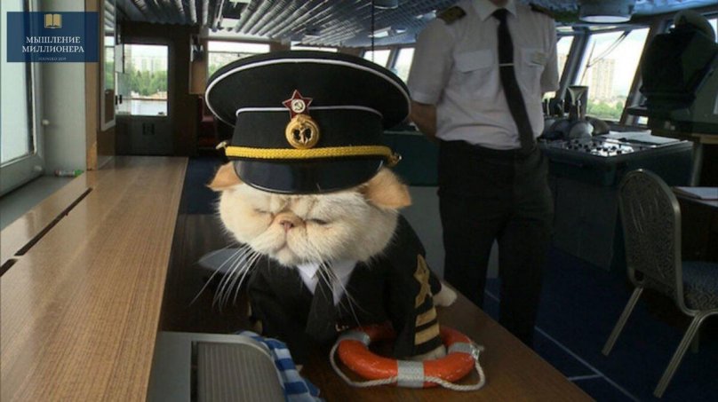 Кот на теплоходе Николай Чернышевский