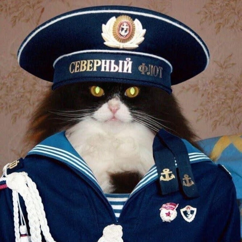 Кот Капитан