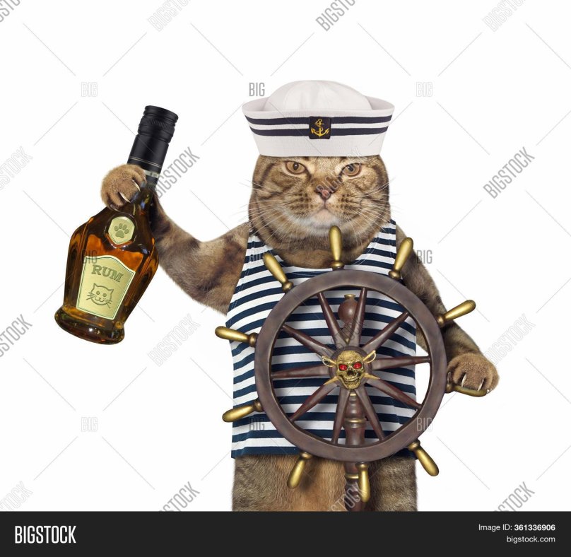 Кот матрос на теплоходе Чернышевский