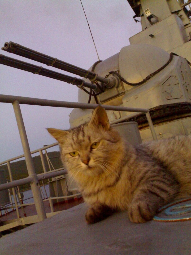 Кот матрос Сергей Иванович