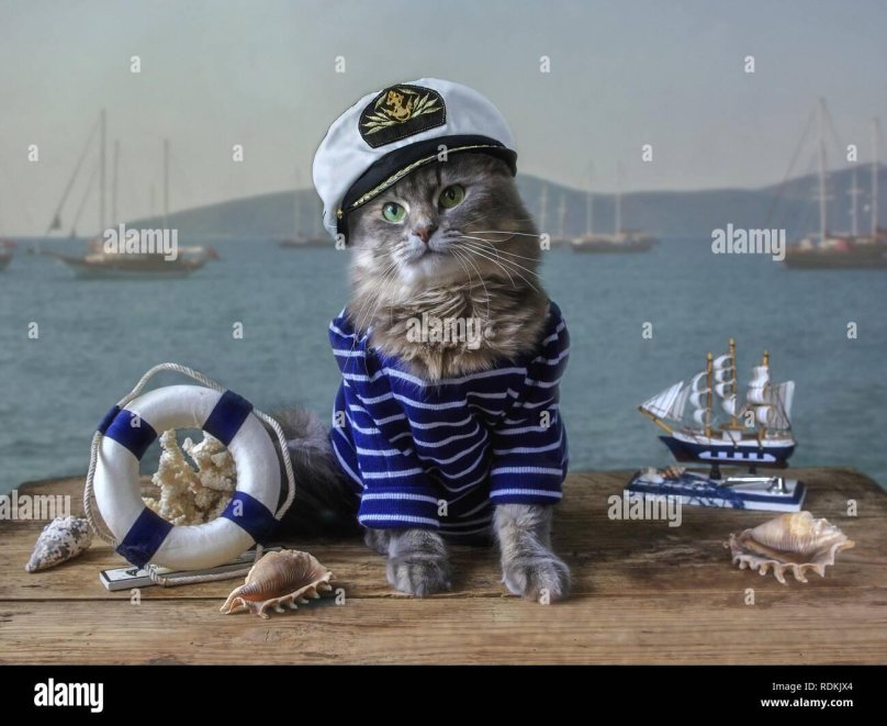 Кот моряк