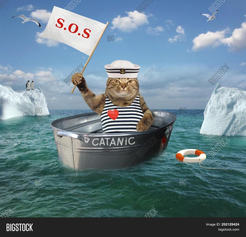 Кот на корабле