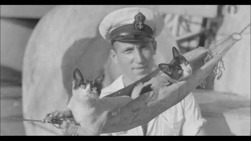 Кошки в Великой Отечественной войне