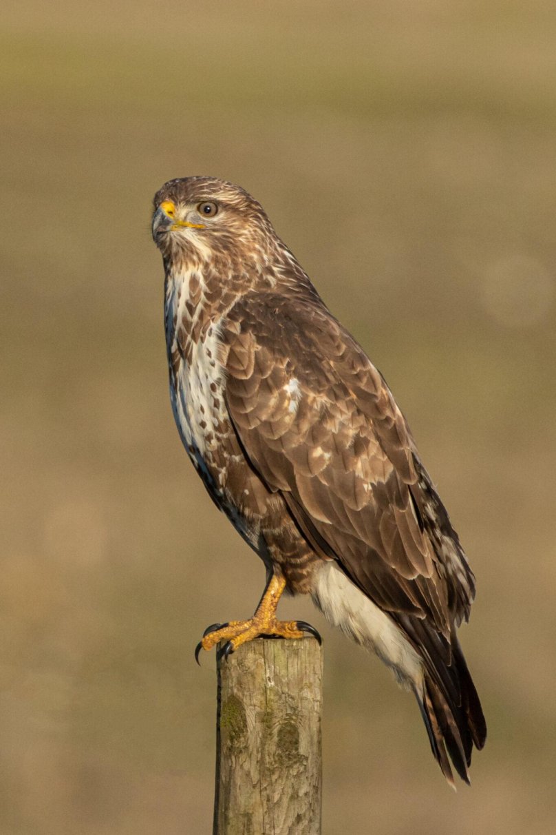 Buzzard