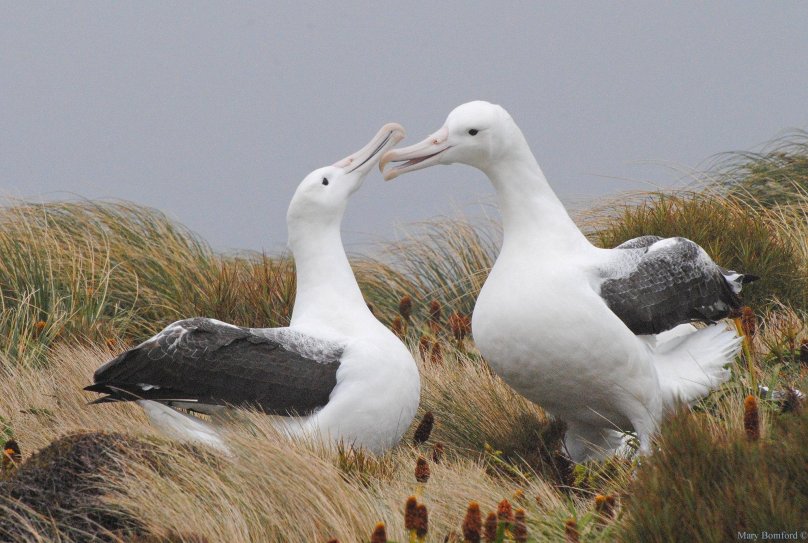 Южный Королевский Альбатрос
