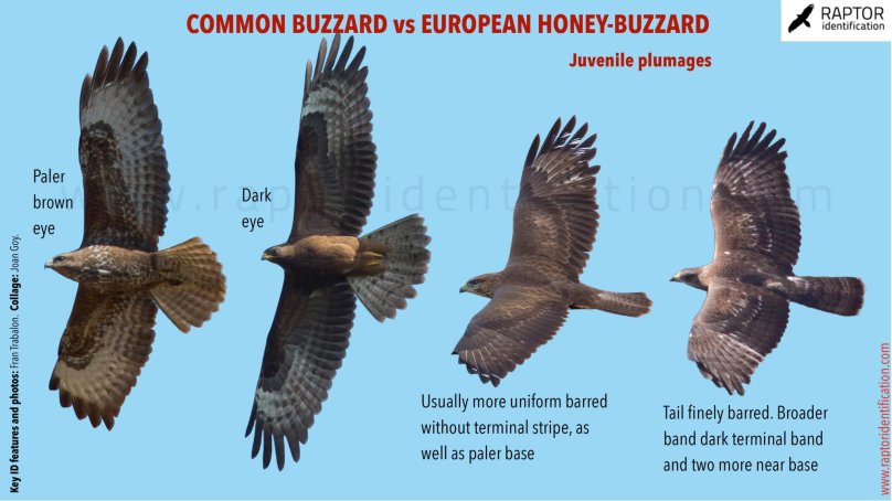 Buzzard перевод