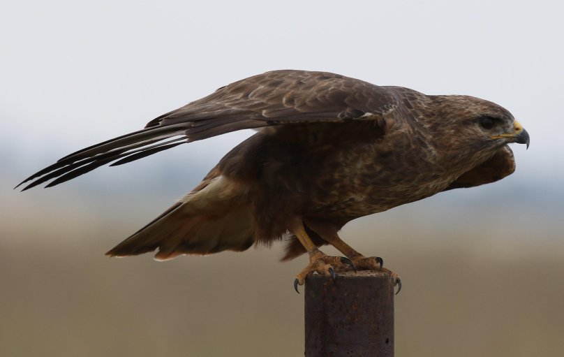 Belled Buzzard