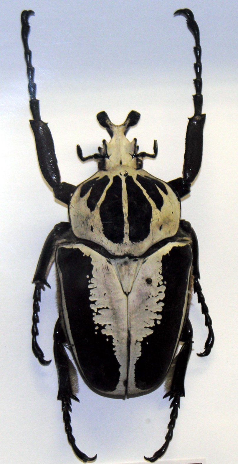 Жук-Голиаф Regius