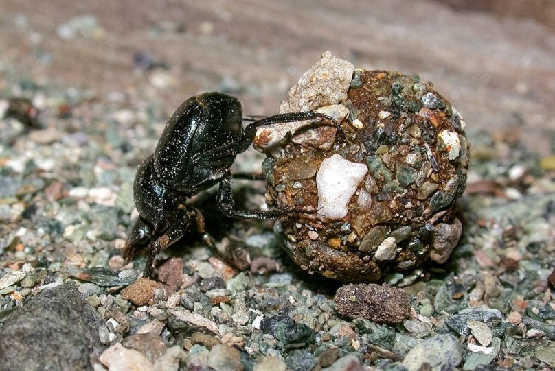 Dendroctonus ponderosae Hopkins