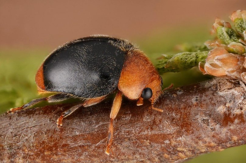 Жук криптолемус