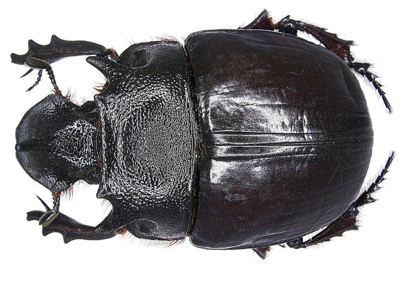 Heliocopris Neptunus