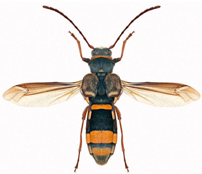 Жук лонгхорн