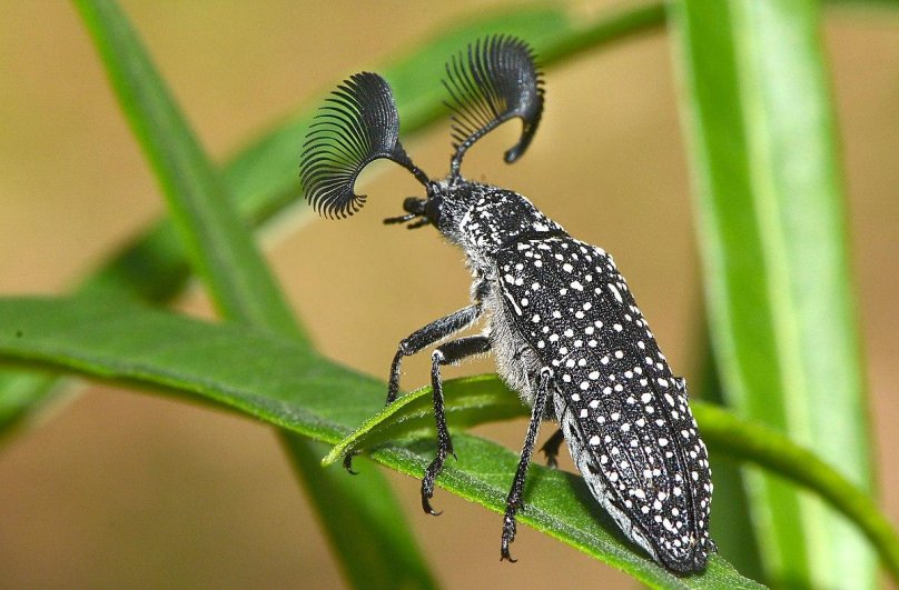 Жук веероус