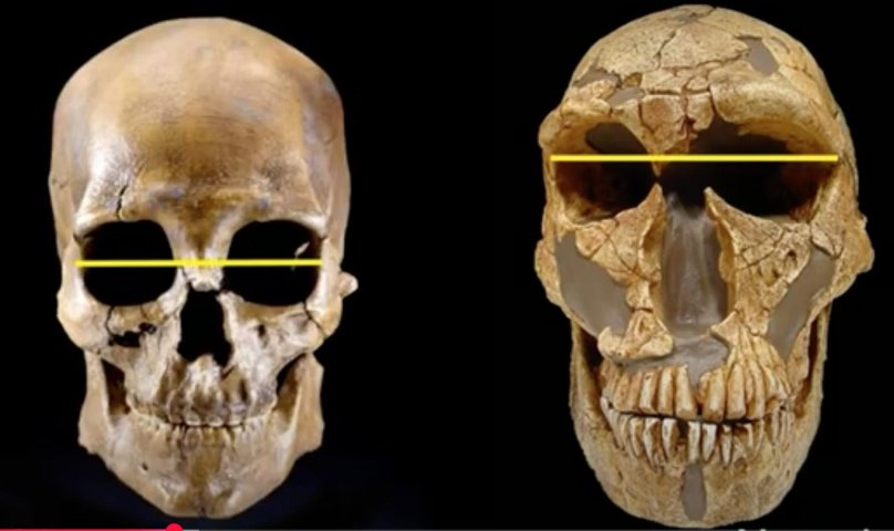 Хомо сапиенс