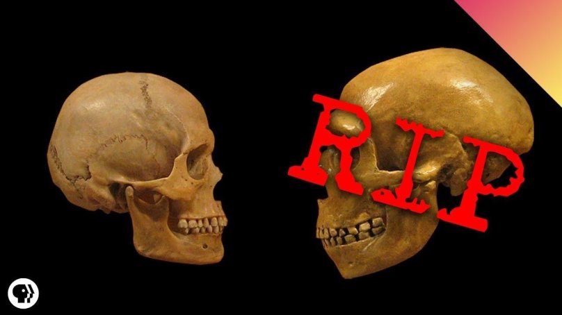 Череп неандертальца и кроманьонца сравнение