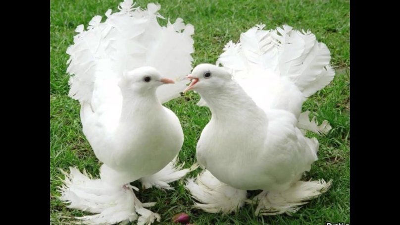 Красивые голуби