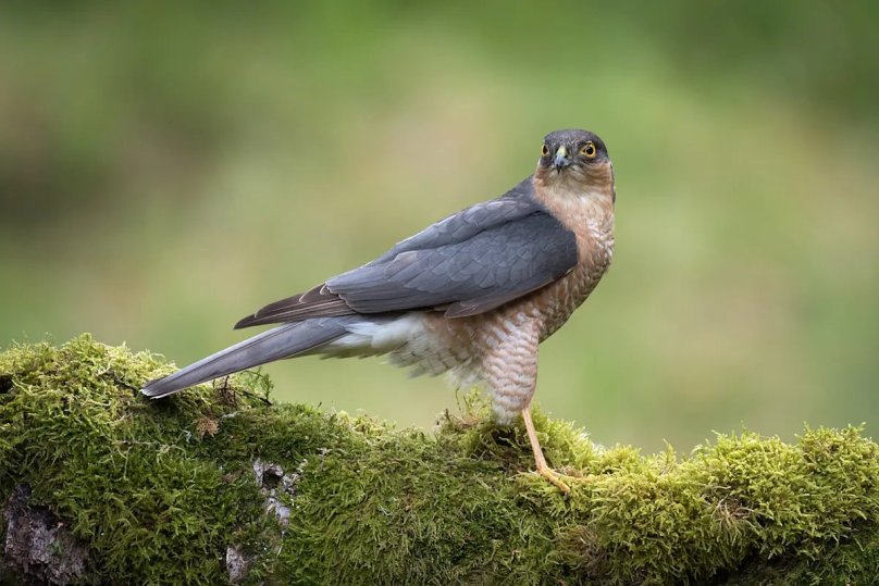 Sparrowhawk на русском
