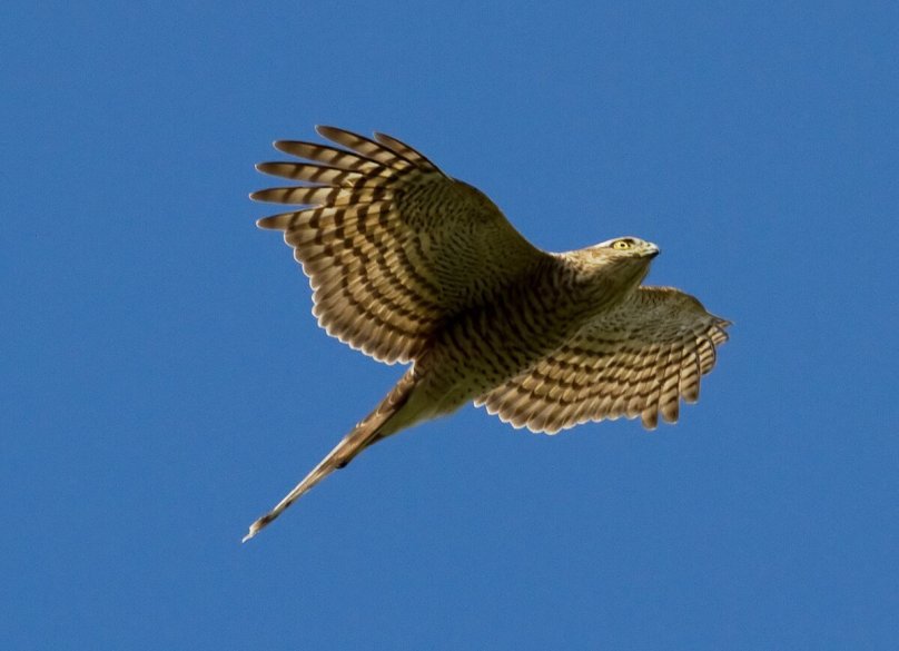 Sparrow Hawk ма
