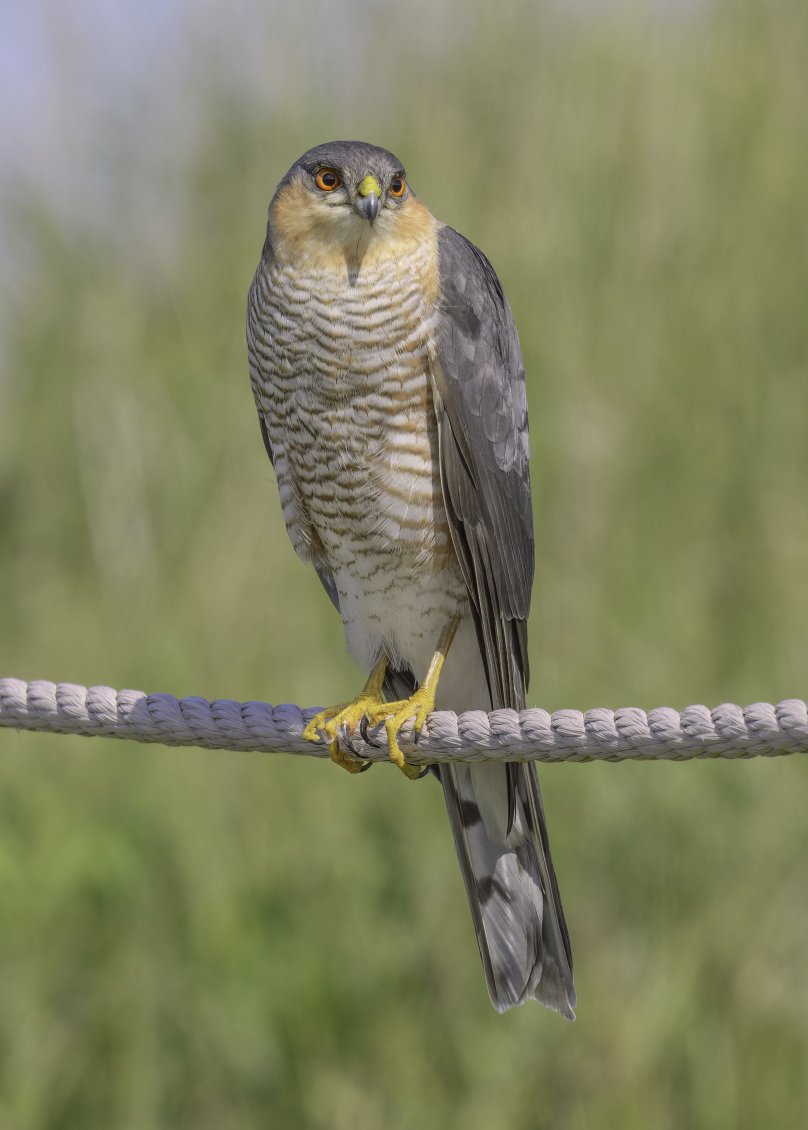 Sparrowhawk