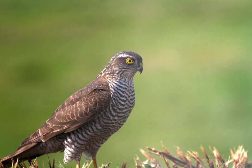 Ястреб тювик