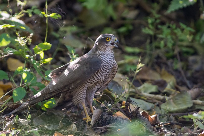Eurasian Sparrowhawk