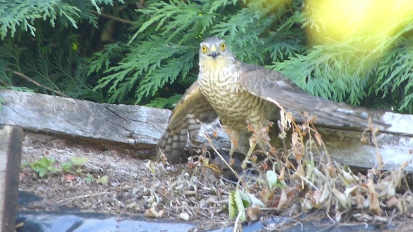 Sparrowhawk vs Bird