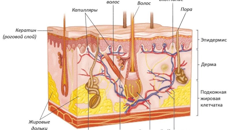 Строение кожного анализатора анатомия