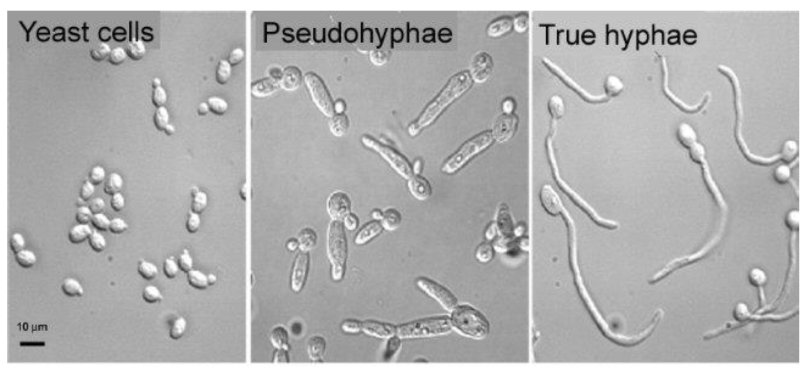 Кандида альбиканс микроскоп