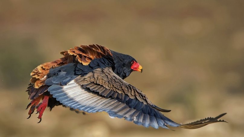 Орел Скоморох фигляр