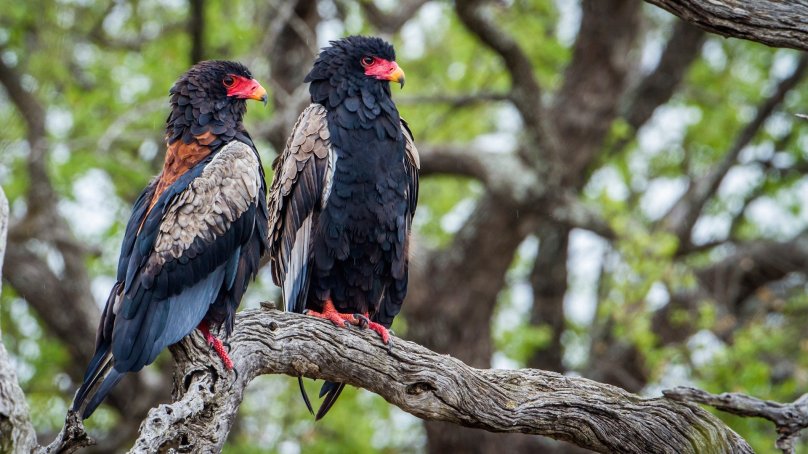 Bateleur Eagle