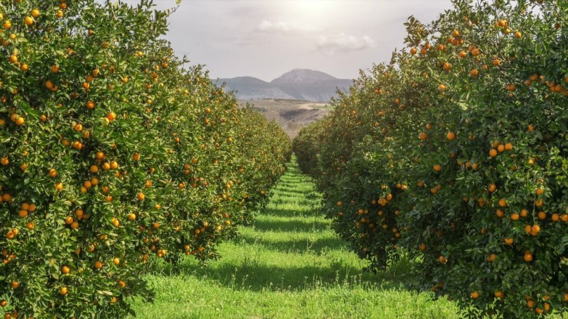 Апельсиновая плантация Сицилия