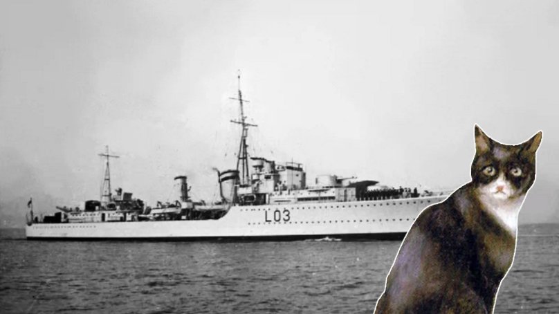 Непотопляемый Сэм кот