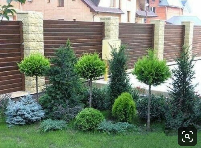 Миксбордер с лиственницей Пендула