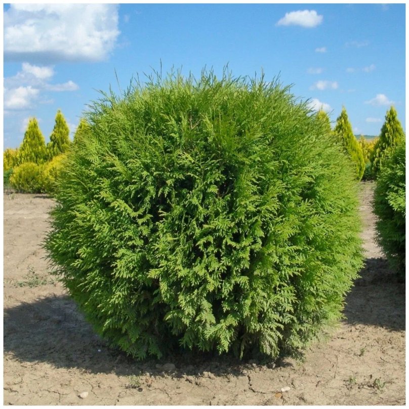 Туя Западная Глобоза